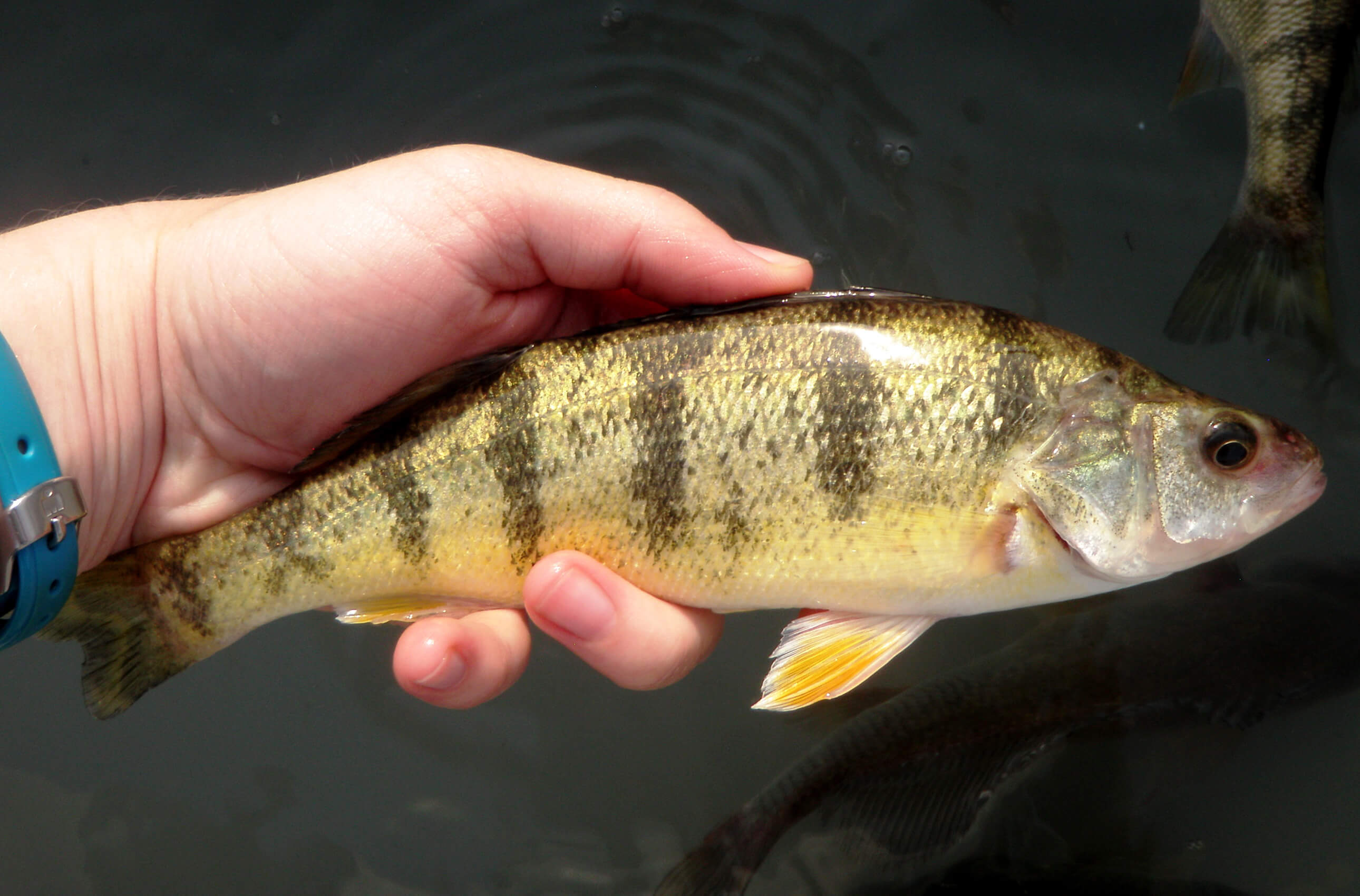 Surprise finding Lake Michigan perch quickly changed course of