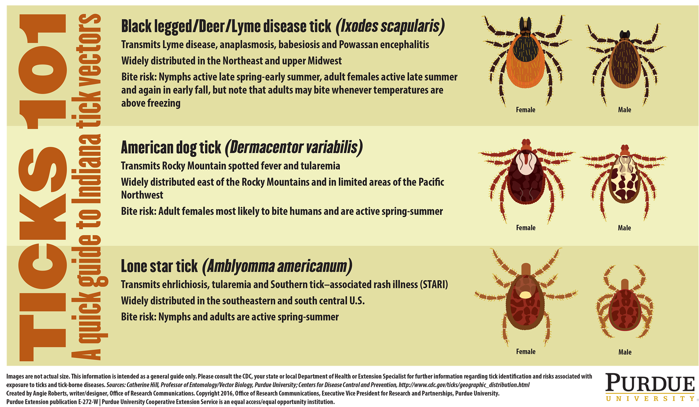 rocky mountain spotted fever rash dog