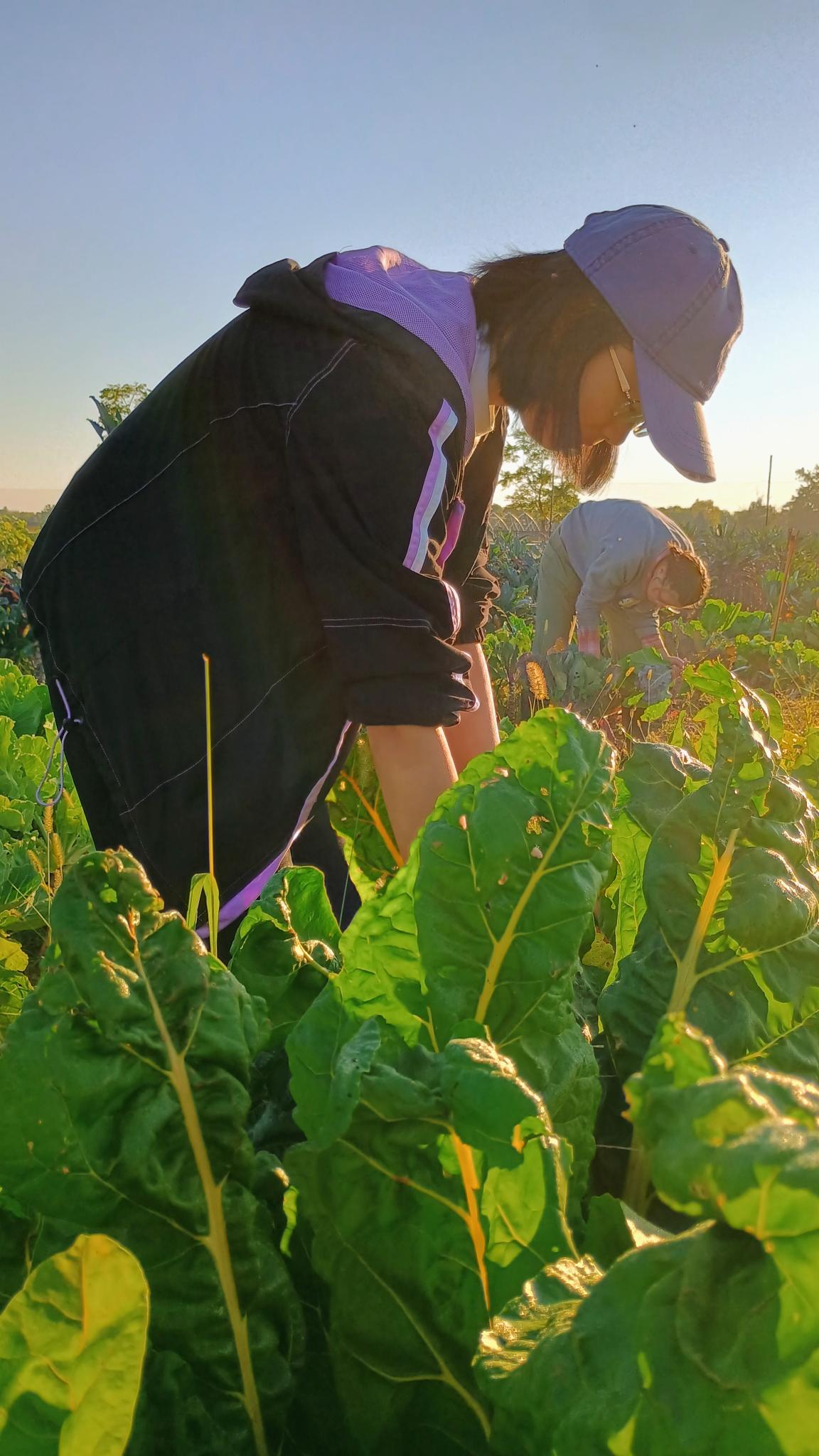 Lizzy volunteered for harvesting veggies at the Student Farm (2024)