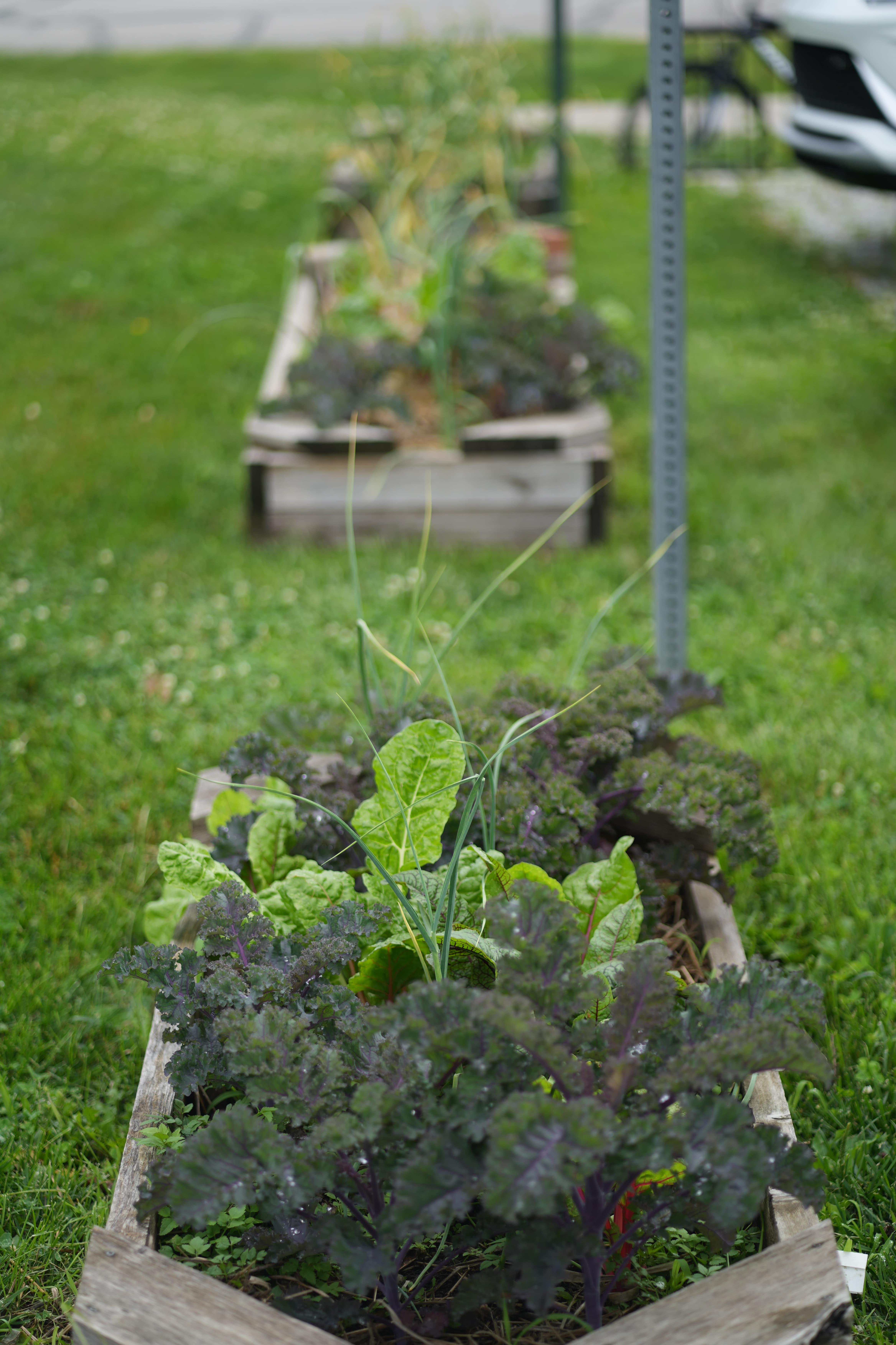 raised beds