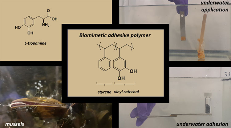 Pictures of adhesive under water along with a look at the biological structure