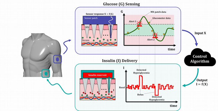 Graphic showing the cycle of glucose monitoring while wearing the MN patch.