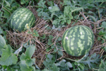 two melons