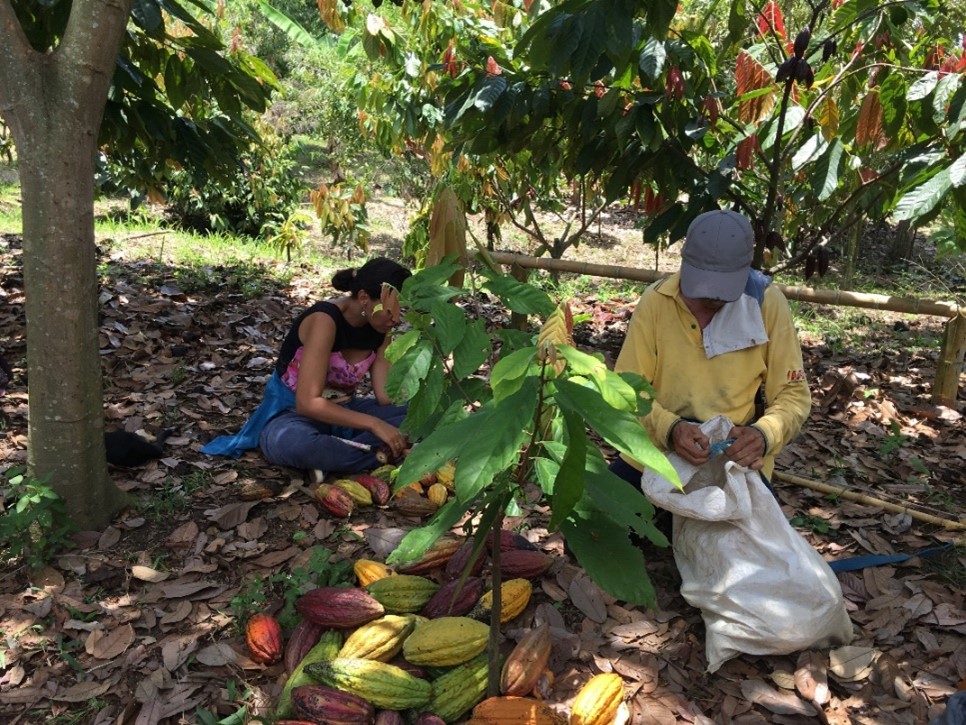 Photo for Enhancing Coffee Quality and Farmer Income with PICS Technology in Caldas, Colombia