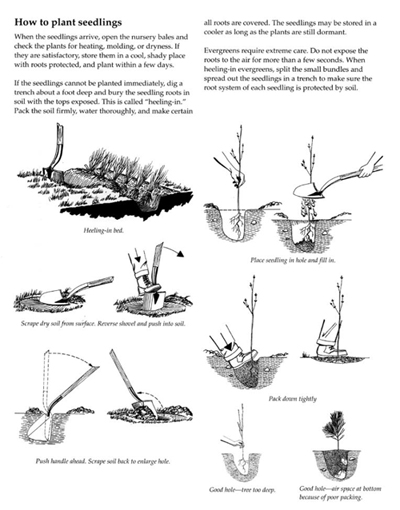 How to plant seedlings