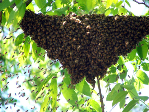 Honey Bees Swarming Purdue Extension Forestry And Natural Resources