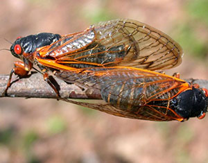 Periodical Cicadas