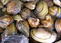 Mussels