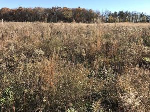 This picture represents the ideal composition of native grass stands; 50% or less of the stand is native grasses and 50% or greater of the stand is comprised of forbs.