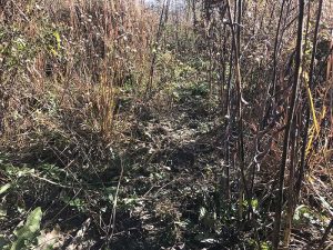 This picture gives you a "quail's eye view" in a stand of native grasses and forbs with the ideal composition. Notice how the open space between plants and the bare ground would make it easy for a quail to maneuver and feed on insects or seed.