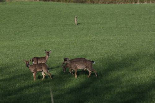 Deer in Open Field