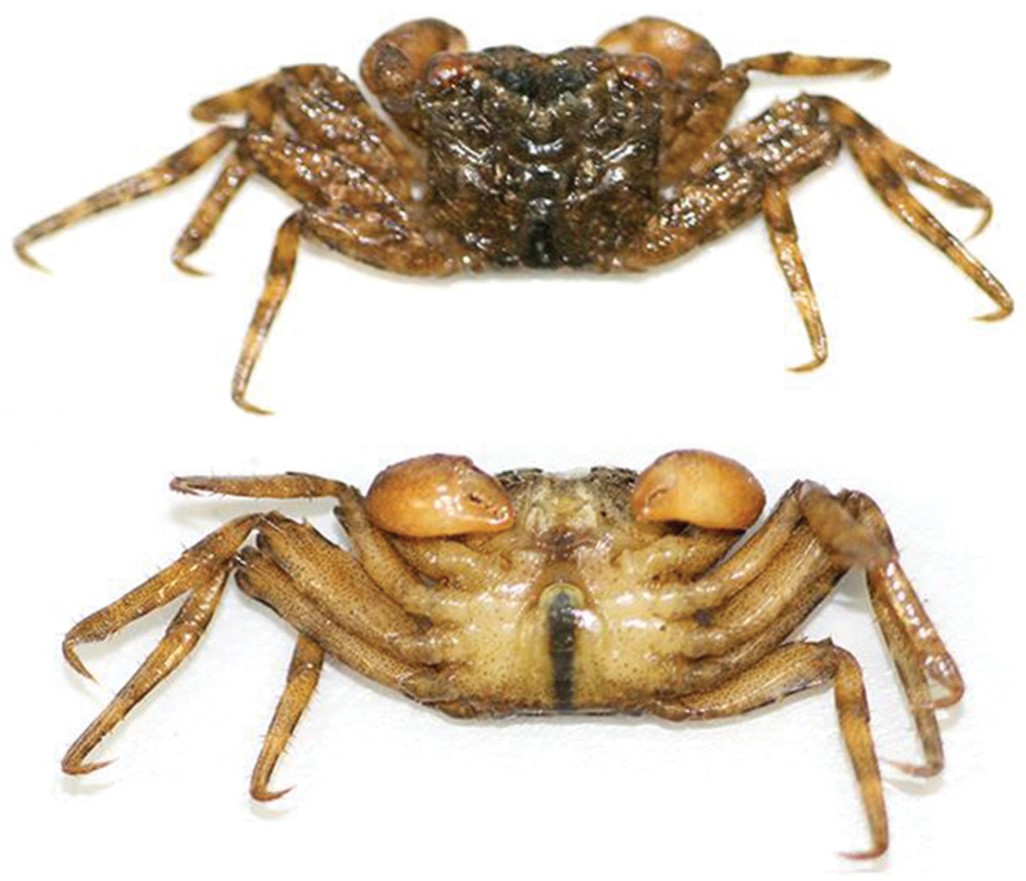 Discovery Of The First Endemic Tree Climbing Crab Purdue Extension