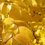 Hop hornbeam tree with yellow fall leaves. Photo by: Lenny Farlee