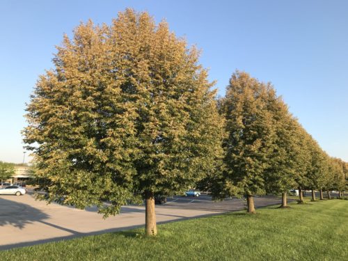 Tree line