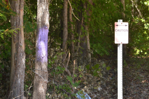 Purple Paint Law, Purple paint on this tree marks "No Trespassing". Image courtesy of Creative Commons (Texas A&M AgriLife Communications photo by Robert Burns)