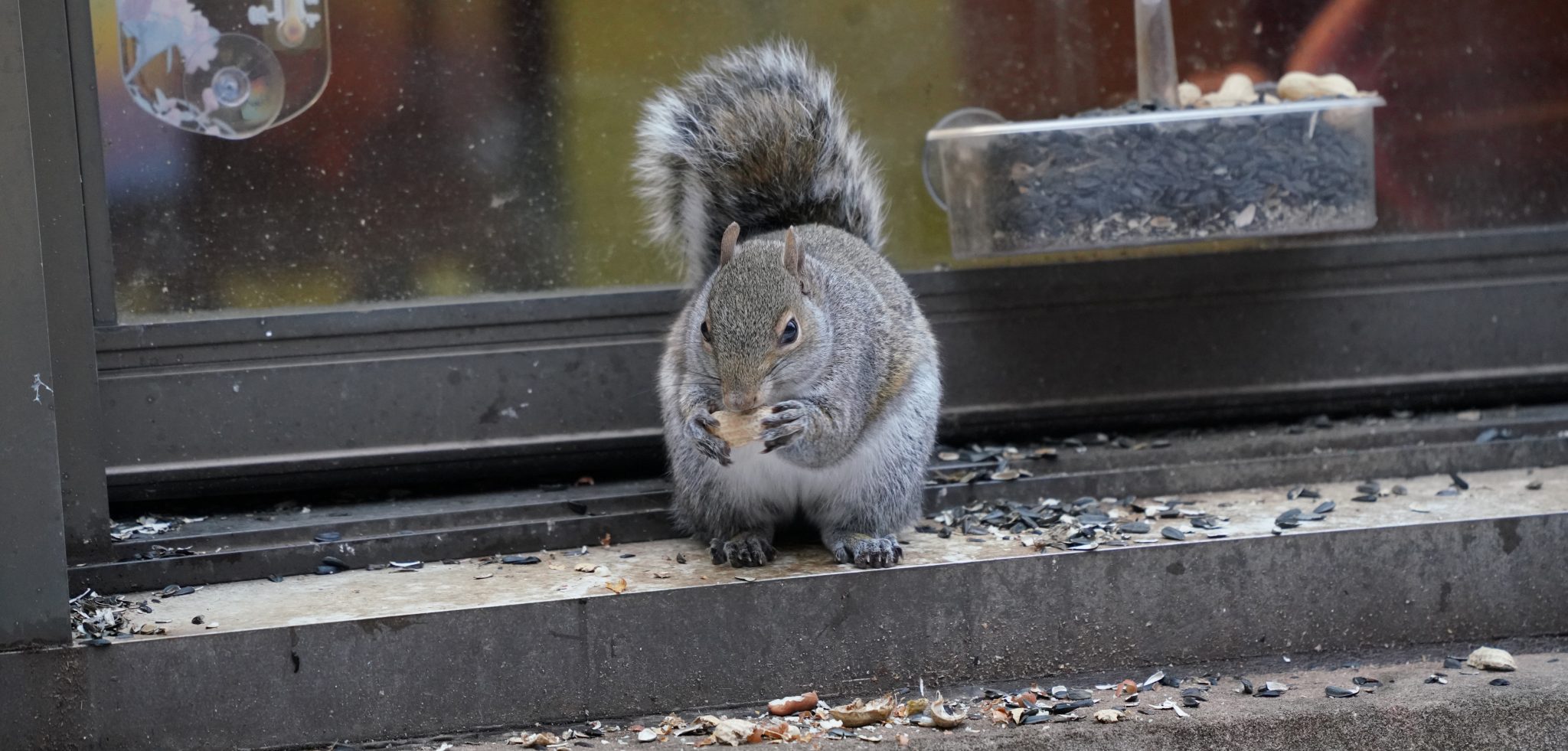 Question: What is wrong with the squirrels and raccoon we have found in ...