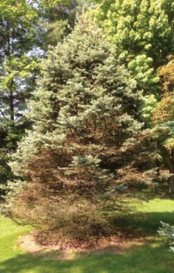 Ask an Expert Question: Blue Spruce dying, what can I do? | Purdue ...