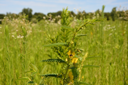 Partridge pea