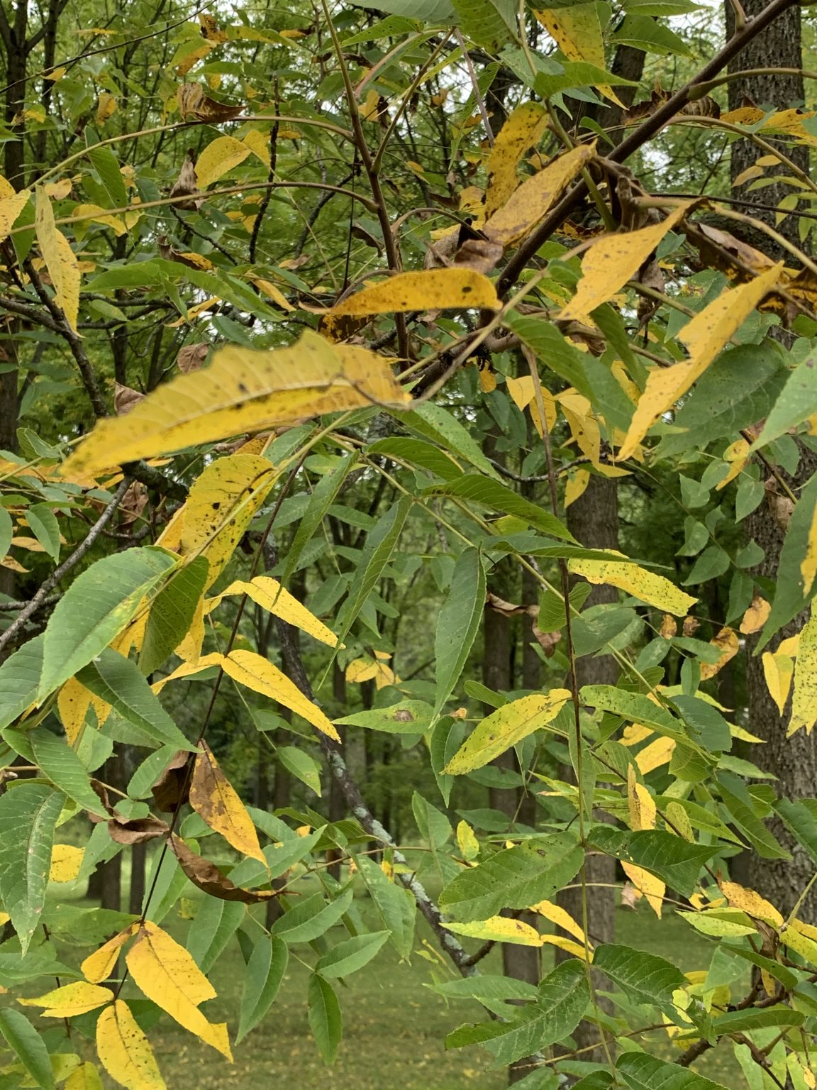 why-are-my-walnut-trees-dropping-their-leaves-purdue-extension