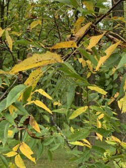 Why are my walnut trees dropping their leaves? | Purdue Extension ...