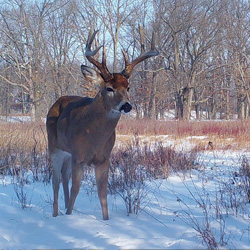 Learn About Everything Deer in Indiana, Integrated Deer Management ...