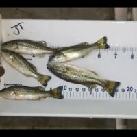 Largemouth bass fingerling production, Illinois-Indiana Sea Grant.