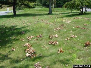 Cicada Damage Leaves on Ground Photo