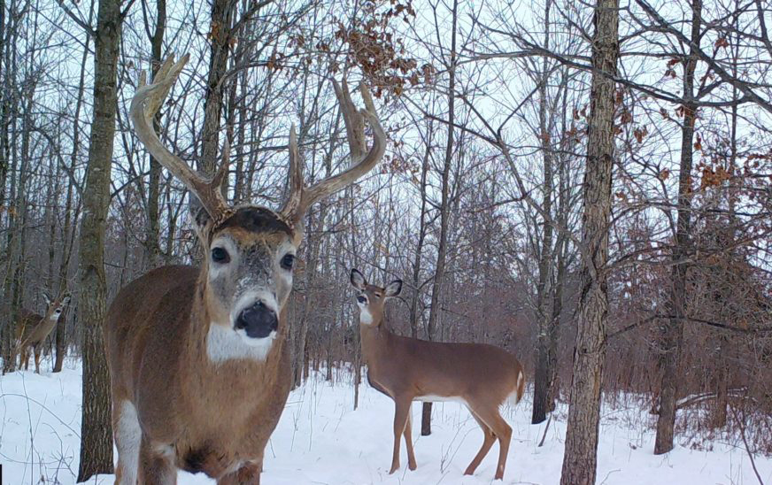 Deer Season in Full Swing, Check Out the FNR Resources