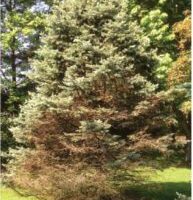 Fig. 2 Disease spreading up blue spruce tree.