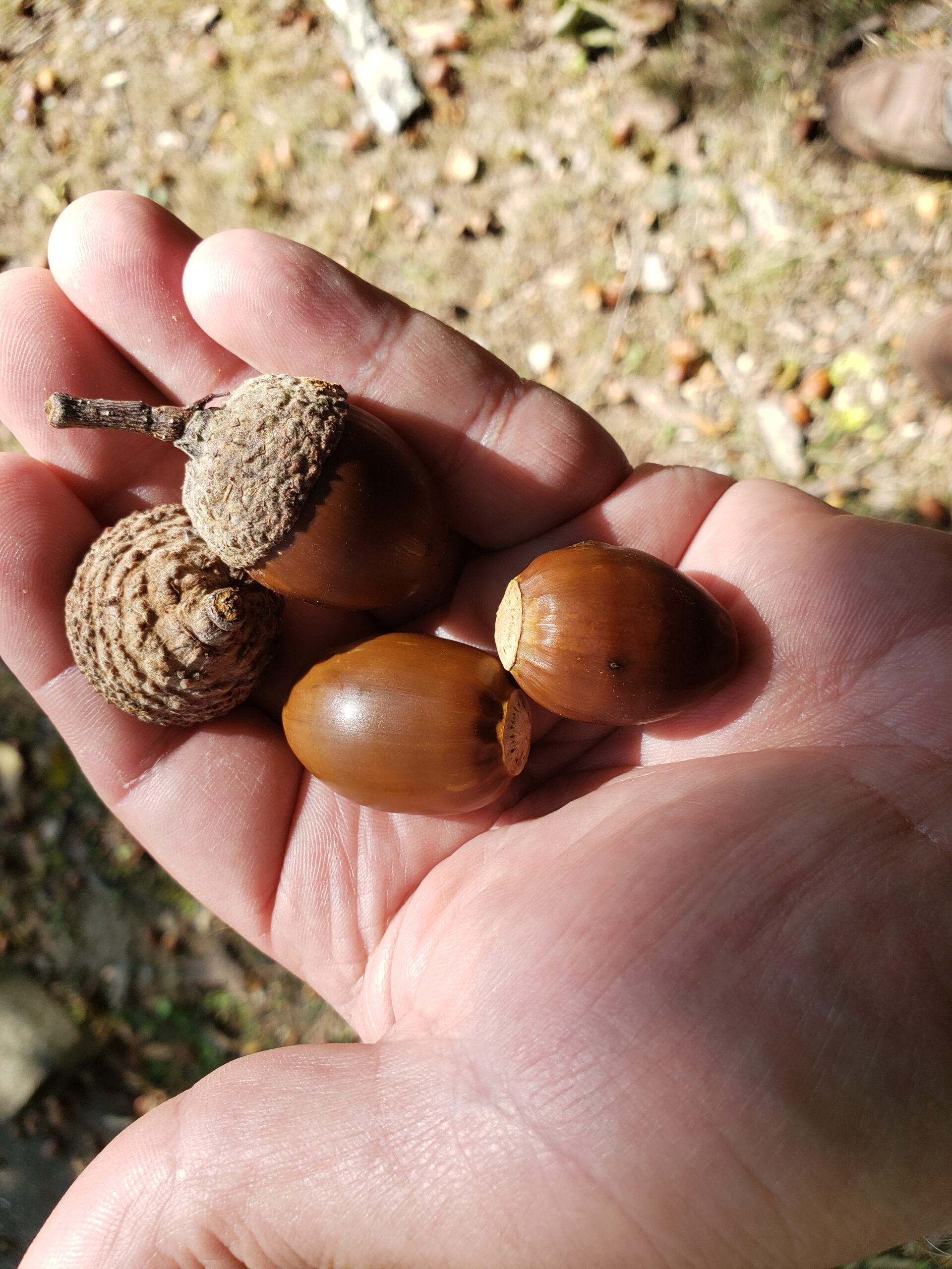 Why there are so many acorns this year