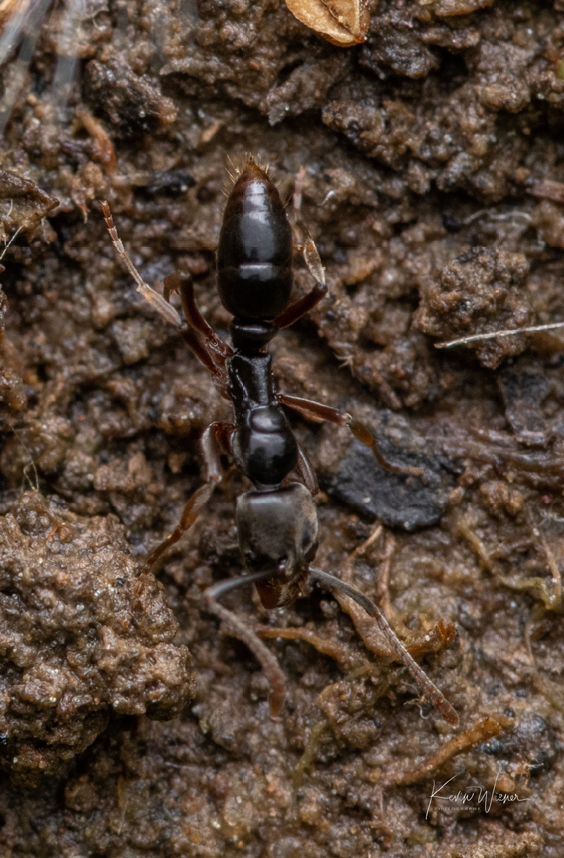 Invasive Deadly Ant Discovered in Indiana for First Time