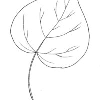 Catalpa Leaf drawing