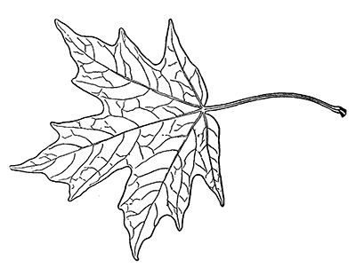 sugar maple tree drawing