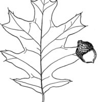 Drawing of black oak leaf