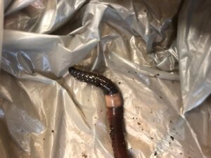 Why 'exotic' earthworms are bad for Great Lakes forests
