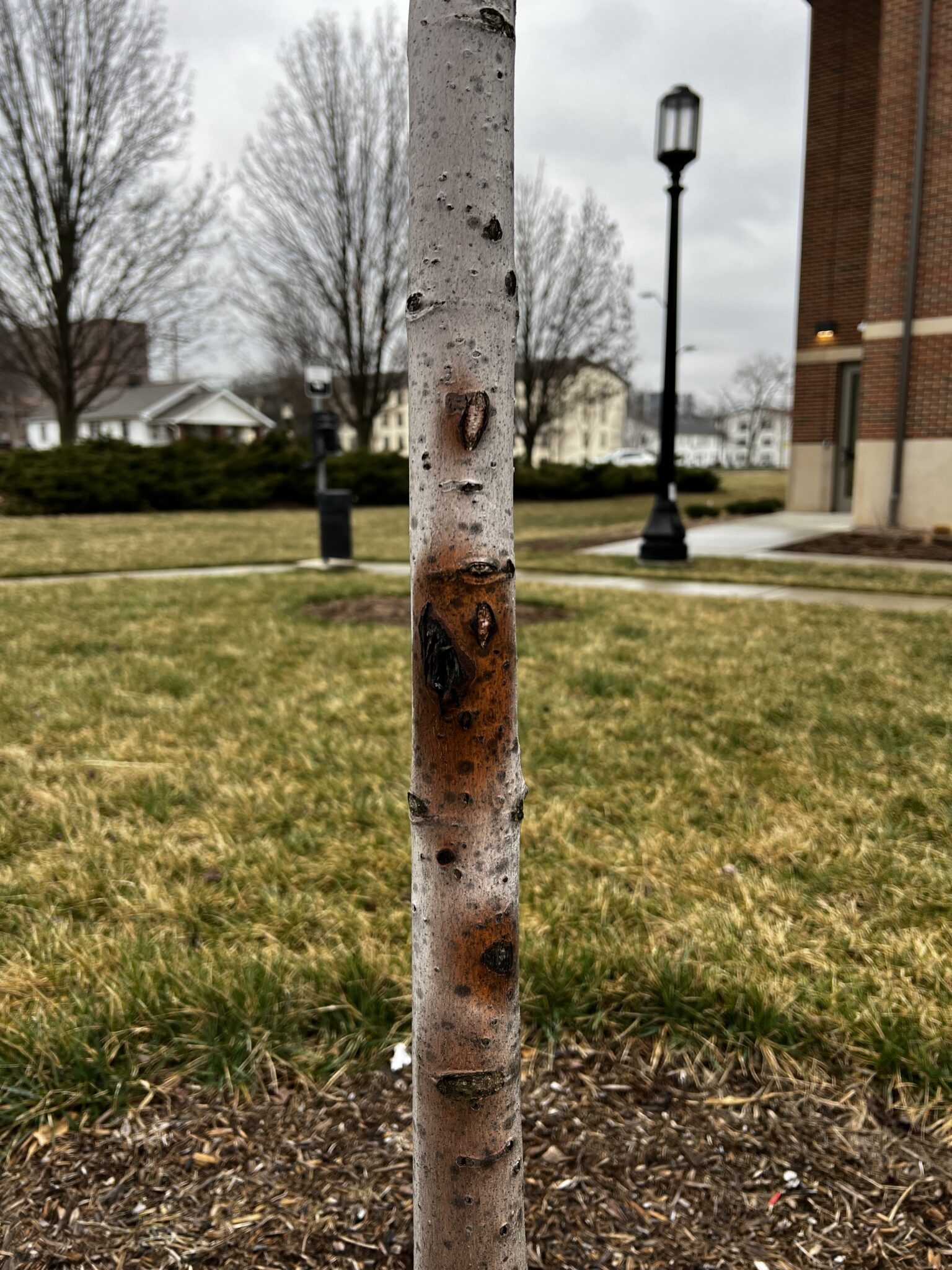 diagnosis - What is wrong with my trees? The bark on one side is cracking,  splitting, and peeling off - Gardening & Landscaping Stack Exchange