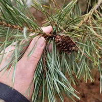 Image of scotch pine needles and cones