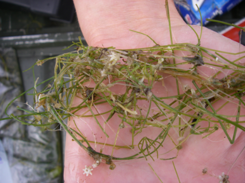 starry stonewort