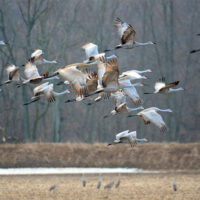 sandhill cranes migrating