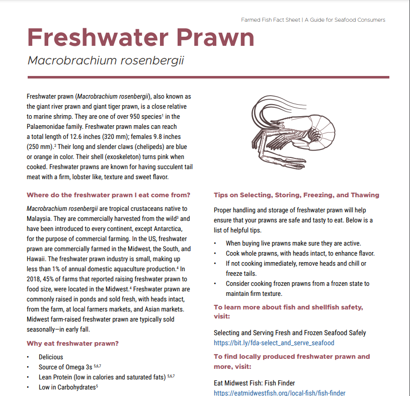 Prawns  Our Complete Guide – The Fish Society