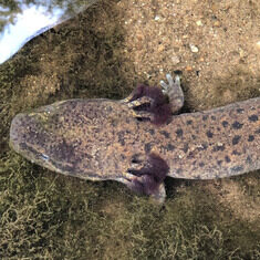 New video features Michigan's largest fully aquatic salamander - the  mudpuppy - MSU Extension