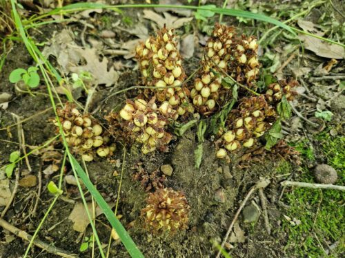 American cancer root, also called bear corn, looks like a parasitic plant.