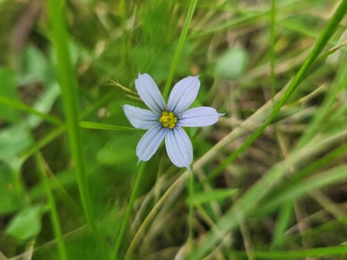 blue eyes grass flower