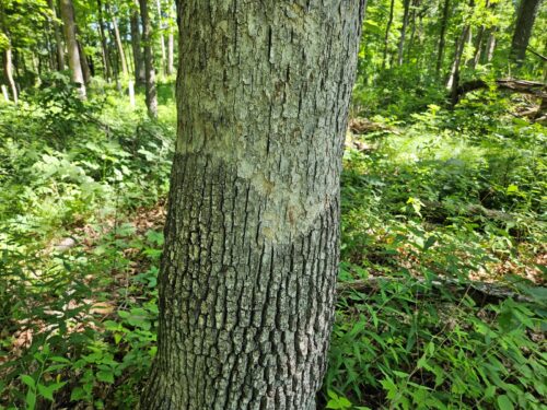 Figure 1. Smooth patch on white oak.