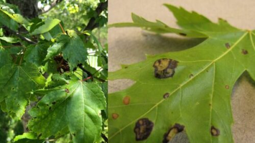 Figure 3: Symptoms of leaf blister on maple trees.