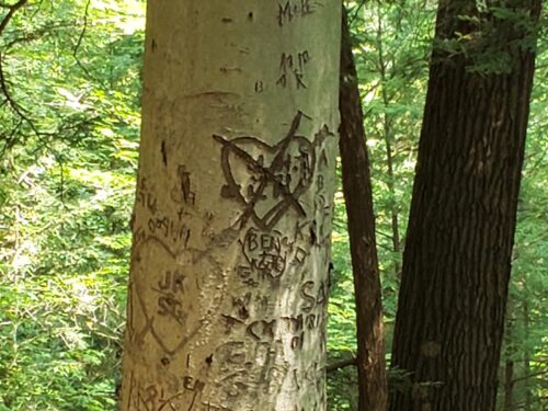 Figure 7 - American beech bark defaced by carving.