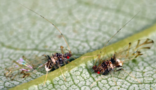 Fig. 2: Adult painted maple aphids found on maple in Hamilton Co, Indiana. (Photo: Andrew Johnston, Purdue University).