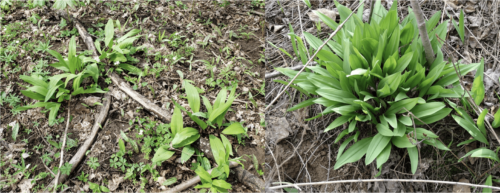 Ramps foliage is often found in clusters or patches in early spring