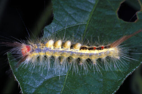 Fig. 3: White-marked tussock moth caterpillar. (Photo: John Obermeyer, Purdue University).