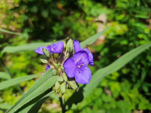 Virginia spiderwort, three-petaled violet flower.